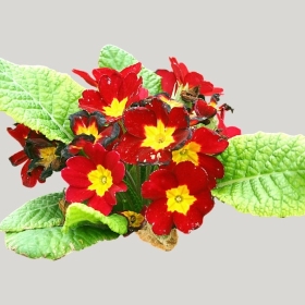 ͼʦģֲģȫ20221134