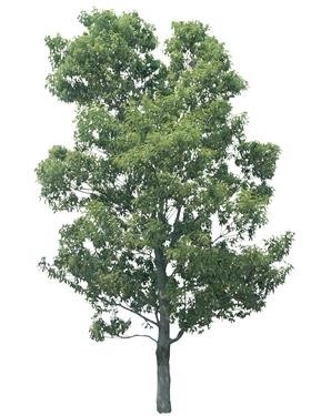 720úLtree12