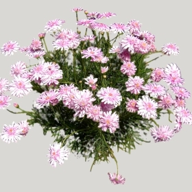 ͼʦģֲģȫ20221888