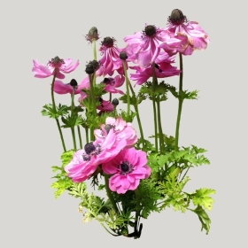 ͼʦģֲģȫ20222221