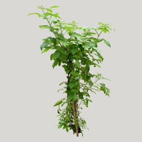 ͼʦģֲģȫ20221703