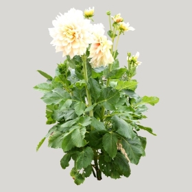 ͼʦģֲģȫ20221075