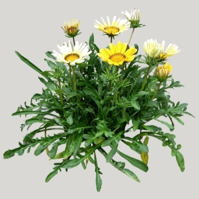 ͼʦģֲģȫ20221009