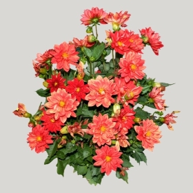 ͼʦģֲģȫ20221103