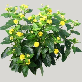 ͼʦģֲģȫ20221682