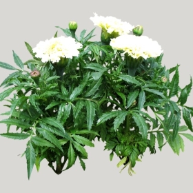 ͼʦģֲģȫ20221898