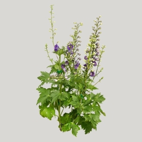 ͼʦģֲģȫ20222054