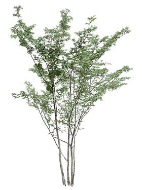 720úMtree13