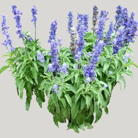 ͼʦģֲģȫ20221914