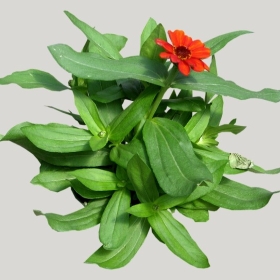 ͼʦģֲģȫ20222235