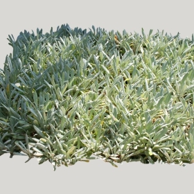 ͼʦģֲģȫ20221434