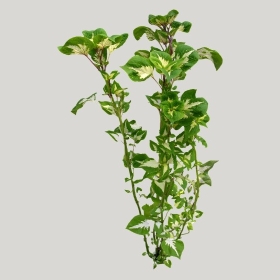 ͼʦģֲģȫ20222114