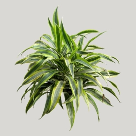 ͼʦģֲģȫ20221523