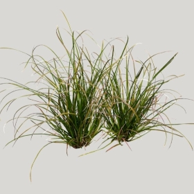 ͼʦģֲģȫ20222022