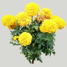 ͼʦģֲģȫ20221899