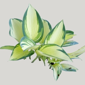 ͼʦģֲģȫ20221644