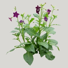 ͼʦģֲģȫ20221357