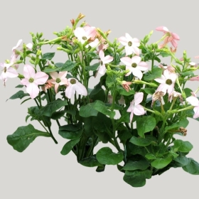 ͼʦģֲģȫ20221353