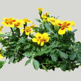 ͼʦģֲģȫ20221892