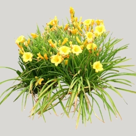 ͼʦģֲģȫ20221821