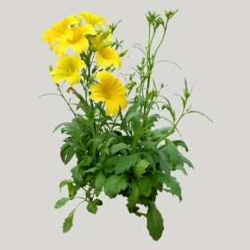 ͼʦģֲģȫ20222066