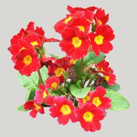 ͼʦģֲģȫ20221133