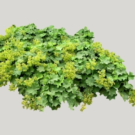 ͼʦģֲģȫ20221789