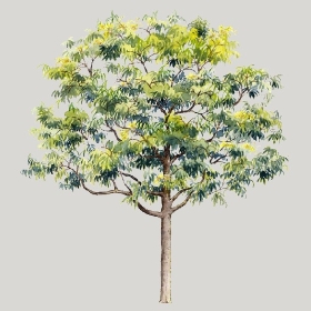 ͼʦģֲģȫ20222588