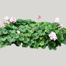 ͼʦģֲģȫ20221443