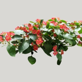 ͼʦģֲģȫ20221680