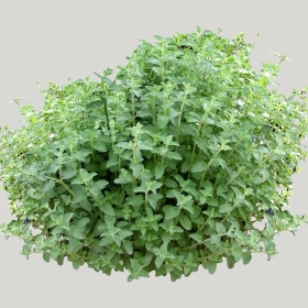 ͼʦģֲģȫ20222118