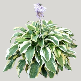 ͼʦģֲģȫ20221664