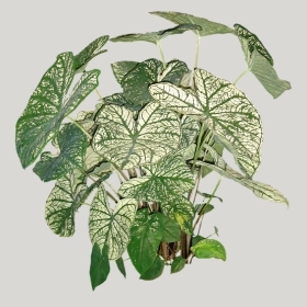 ͼʦģֲģȫ20221173