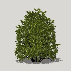 ͼʦģֲģȫ20221197