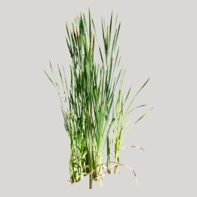 ͼʦģֲģȫ20221958