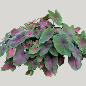 ͼʦģֲģȫ20221175