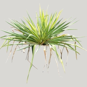 ͼʦģֲģȫ20221536