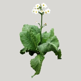 ͼʦģֲģȫ20221739