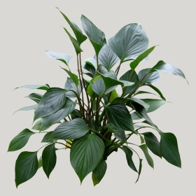 ͼʦģֲģȫ20221614