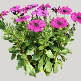 ͼʦģֲģȫ20222049