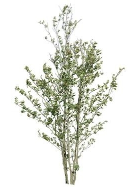 720úMtree18