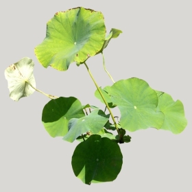 ͼʦģֲģȫ20221861