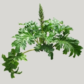 ͼʦģֲģȫ20221559