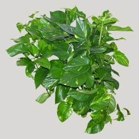 ͼʦģֲģȫ20222227