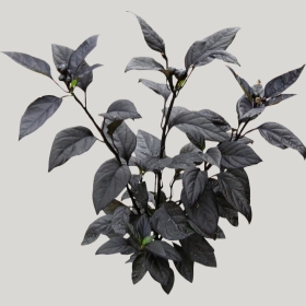 ͼʦģֲģȫ20222041