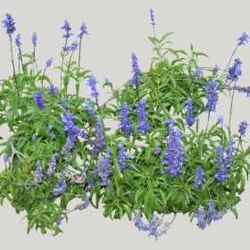 ͼʦģֲģȫ20221912