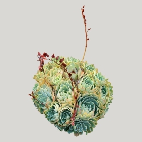 ͼʦģֲģȫ20221115