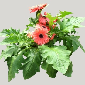 ͼʦģֲģȫ20221461