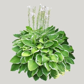 ͼʦģֲģȫ20221637