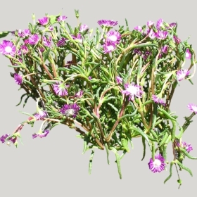 ͼʦģֲģȫ20221677